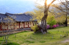 풍경, 자연, 나무, 기와집, 돌담, 사진,이미지,일러스트,캘리그라피 - 남균작가 크라우드픽 - 저작권 걱정 없는 상업용 이미지