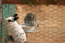 토끼, 귀여움, 먹이, 농장, 동물, 사진,이미지,일러스트,캘리그라피 - 범사진KI작가 크라우드픽 - 저작권 걱정 없는 상업용 이미지