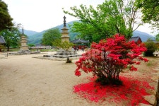 실상사, 사찰, 삼층석탑, 국보, 남원, 사진,이미지,일러스트,캘리그라피 - 순딩이작가 크라우드픽 - 저작권 걱정 없는 상업용 이미지