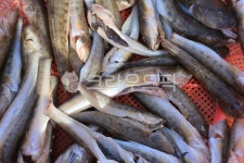 생선, 낚시조과, 망둥어, 여러마리, 매운탕거리, 사진,이미지,일러스트,캘리그라피 - yhshin-작가 크라우드픽 - 저작권 걱정 없는 상업용 이미지