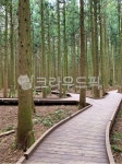 제주, 제주도, 사려니숲길, 숲, 나무, 사진,이미지,일러스트,캘리그라피 - photo92작가 크라우드픽 - 저작권 걱정 없는 상업용 이미지