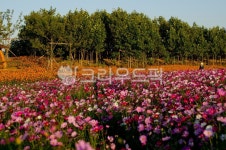 들판, flower, 농장, 경관, red, 사진,이미지,일러스트,캘리그라피 - 순풍작가 크라우드픽 - 저작권 걱정 없는 상업용 이미지