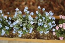 봄꽃, 물망초, 파란물망초, 파란꽃, 블루꽃, 사진,이미지,일러스트,캘리그라피 - ja9762작가 크라우드픽 - 저작권 걱정 없는 상업용 이미지