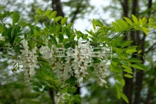 아카시아, acacia, 아카시아꽃, 아카시아나무, acaciatree, 사진,이미지,일러스트,캘리그라피 - river90작가 크라우드픽 - 저작권 걱정 없는... 