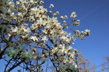 목련, 봄, 흰색, 꽃, 식물, 사진,이미지,일러스트,캘리그라피 - Lamafarm작가 크라우드픽 - 저작권 걱정 없는 상업용 이미지