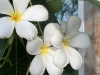 plant, 식물, blossom, 꽃, 일랑일랑, 사진,이미지,일러스트,캘리그라피 - Jiuzziu작가 크라우드픽 - 저작권 걱정 없는 상업용 이미지