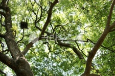 자연, 나무, 둥지, 나뭇잎, 느티나무, 사진,이미지,일러스트,캘리그라피 - vvind작가 크라우드픽 - 저작권 걱정 없는 상업용 이미지