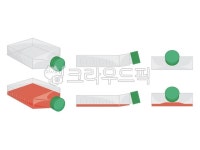 flask, cell, culture, bio, tflask, 사진,이미지,일러스트,캘리그라피 - zeronim325작가 크라우드픽 - 저작권 걱정 없는 상업용 이미지