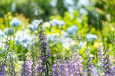 샐비어, 꽃, 식물원, 식물, blossom, 사진,이미지,일러스트,캘리그라피 - zedd작가 크라우드픽 - 저작권 걱정 없는 상업용 이미지