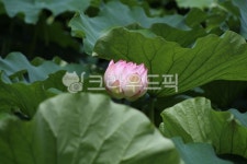 plant, 식물, leaf, 잎, 꽃, 사진,이미지,일러스트,캘리그라피 - acacia92작가 크라우드픽 - 저작권 걱정 없는 상업용 이미지