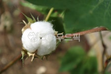 목화, 면화, 초면, cottonplant, flower, 사진,이미지,일러스트,캘리그라피 - joyfulharu작가 크라우드픽 - 저작권 걱정 없는 상업용 이미지