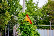 칡, 칡덩쿨, 표지판, 도로표지판, 옥외, 사진,이미지,일러스트,캘리그라피 - studio H작가 크라우드픽 - 저작권 걱정 없는 상업용 이미지