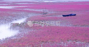 함초, 바다, 배, 갯골, 밀물, 사진,이미지,일러스트,캘리그라피 - 제이티에스작가 크라우드픽 - 저작권 걱정 없는 상업용 이미지