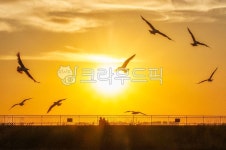 일몰, 갈매기, 연인들, 사랑, 여름바다일몰, 사진,이미지,일러스트,캘리그라피 - 퍼플포토작가 크라우드픽 - 저작권 걱정 없는 상업용 이미지