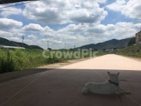 강아지, 구름, 다리밑, 푸른들판, 쉬는중, 사진,이미지,일러스트,캘리그라피 - N2770501작가 크라우드픽 - 저작권 걱정 없는 상업용 이미지