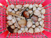 조개잡이, 갯벌체험, 참조개, 동죽, 백합, 사진,이미지,일러스트,캘리그라피 - space작가 크라우드픽 - 저작권 걱정 없는 상업용 이미지