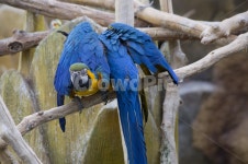 앵무새, 동물, 새, 조류, 동물원, 사진,이미지,일러스트,캘리그라피 - Naturis작가 크라우드픽 - 저작권 걱정 없는 상업용 이미지