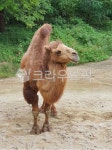 낙타, 쌍봉낙타, 동물, 쌍봉, 희귀낙타, 사진,이미지,일러스트,캘리그라피 - Njinheelady작가 크라우드픽 - 저작권 걱정 없는 상업용 이미지