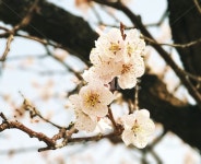 매화, 매화꽃, 봄, spring, 매화나무, 사진,이미지,일러스트,캘리그라피 - Sosomi작가 크라우드픽 - 저작권 걱정 없는 상업용 이미지