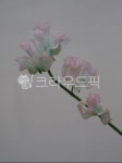 스위트피, sweetpea, flower, blossom, 꽃, 사진,이미지,일러스트,캘리그라피 - joyfulharu작가 크라우드픽 - 저작권 걱정 없는 상업용... 