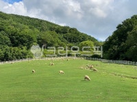 farm, 자연, 목장, 농장, 방목, 사진,이미지,일러스트,캘리그라피 - haircheon작가 크라우드픽 - 저작권 걱정 없는 상업용 이미지