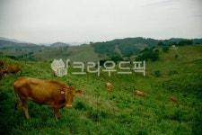 소, 한우, 대관령, 목장, 소떼, 사진,이미지,일러스트,캘리그라피 - 어나더픽쳐작가 크라우드픽 - 저작권 걱정 없는 상업용 이미지