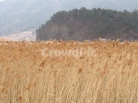 순천, 순천만, 갈대, 갈대밭, 가을, 사진,이미지,일러스트,캘리그라피 - 레이엔트작가 크라우드픽 - 저작권 걱정 없는 상업용 이미지