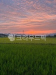 nature, 자연, farm, 농장, 노을, 사진,이미지,일러스트,캘리그라피 - goodnews300작가 크라우드픽 - 저작권 걱정 없는 상업용 이미지