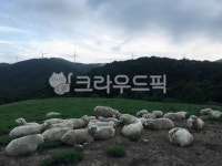 목장, 목초지, 동물, 양, 농장, 사진,이미지,일러스트,캘리그라피 - sr072010작가 크라우드픽 - 저작권 걱정 없는 상업용 이미지
