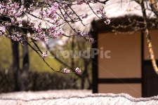 꽃, 식물, 초가지붕, 초가, 황토벽, 사진,이미지,일러스트,캘리그라피 - 원프로작가 크라우드픽 - 저작권 걱정 없는 상업용 이미지