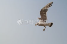 bird, 새, animal, 동물, seagull, 사진,이미지,일러스트,캘리그라피 - ash1106작가 크라우드픽 - 저작권 걱정 없는 상업용 이미지