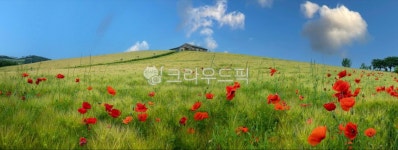 보령, 목장, 자연, 꽃동산, 목초지, 사진,이미지,일러스트,캘리그라피 - 행복한리과장작가 크라우드픽 - 저작권 걱정 없는 상업용 이미지