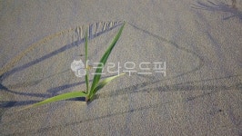 풀, 바람그림, 풀그림, 모래그림, 모래, 사진,이미지,일러스트,캘리그라피 - 바테작가 크라우드픽 - 저작권 걱정 없는 상업용 이미지