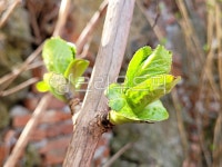 수국, 수국나무, 수국새순, 새순, 식물, 사진,이미지,일러스트,캘리그라피 - phototo73작가 크라우드픽 - 저작권 걱정 없는 상업용 이미지