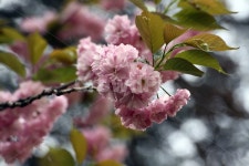 겹벚꽃, 봄꽃, 봄, 식물, flower, 사진,이미지,일러스트,캘리그라피 - Gray Rhee작가 크라우드픽 - 저작권 걱정 없는 상업용 이미지