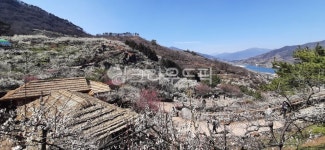 매화, 매화축제, 홍쌍리청매실농장, 광양매화축제, 꽃, 사진,이미지,일러스트,캘리그라피 - 연두빛사랑찾아작가 크라우드픽 - 저작권 걱정 없는... 