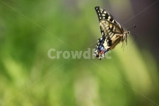 나비, 호랑나비, echinacea, swallowtailbutterfly, insect, 사진,이미지,일러스트,캘리그라피 - 산사람작가 크라우드픽 - 저작권 걱정... 
