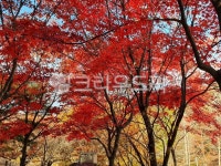 leaf, 잎, 나무, 단풍, 가을, 사진,이미지,일러스트,캘리그라피 - 호호야야작가 크라우드픽 - 저작권 걱정 없는 상업용 이미지