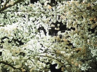 풍경, 벚꽃, 꽃, 나무, 청풍, 사진,이미지,일러스트,캘리그라피 - TWooka작가 크라우드픽 - 저작권 걱정 없는 상업용 이미지