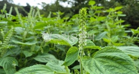 들깨, 들깨꽃, 초록색, 가을꽃, 가을풍경, 사진,이미지,일러스트,캘리그라피 - 와촌농장작가 크라우드픽 - 저작권 걱정 없는 상업용 이미지