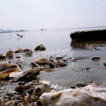 바다, 갯뻘, 썰물, 밀물, 굴껍데기, 사진,이미지,일러스트,캘리그라피 - 따진작가 크라우드픽 - 저작권 걱정 없는 상업용 이미지