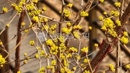 plant, 봄꽃, 꽃, 식물, flower, 사진,이미지,일러스트,캘리그라피 - Nimnews155작가 크라우드픽 - 저작권 걱정 없는 상업용 이미지