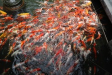 잉어, 물고기, 잉어떼, 연못, 붉은잉어, 사진,이미지,일러스트,캘리그라피 - 블링블링작가 크라우드픽 - 저작권 걱정 없는 상업용 이미지