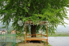 은행나무, 쉼터, 마루, 그물, 논, 사진,이미지,일러스트,캘리그라피 - hys작가 크라우드픽 - 저작권 걱정 없는 상업용 이미지