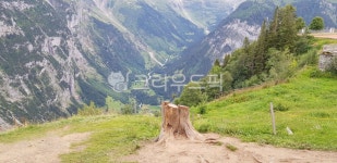 그루터기, treestump, 뮤렌통나무, 통나무, 뮈렌, 사진,이미지,일러스트,캘리그라피 - Liebe작가 크라우드픽 - 저작권 걱정 없는 상업용 이미지