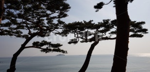 대청도, 바다, 해안가, 해송, 소나무, 사진,이미지,일러스트,캘리그라피 - and3138작가 크라우드픽 - 저작권 걱정 없는 상업용 이미지