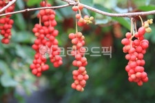 오미자, 오미자열매, 생오미자, 오미자덩굴, 문경오미자, 사진,이미지,일러스트,캘리그라피 - 하늘바라기5작가 크라우드픽 - 저작권 걱정 없는... 