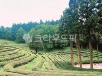 보성녹차밭, 보성, 녹차밭, 밭, 계단식논밭, 사진,이미지,일러스트,캘리그라피 - 모먼트111작가 크라우드픽 - 저작권 걱정 없는 상업용 이미지