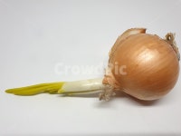 양파, 다마네기, 채소, 야채, vegetable, 사진,이미지,일러스트,캘리그라피 - 드래곤볼작가 크라우드픽 - 저작권 걱정 없는 상업용 이미지