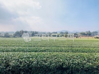 녹차밭, 제주도, 성읍, 성읍녹차마을, 녹차마을, 사진,이미지,일러스트,캘리그라피 - Naram7154작가 크라우드픽 - 저작권 걱정 없는 상업용 이미지